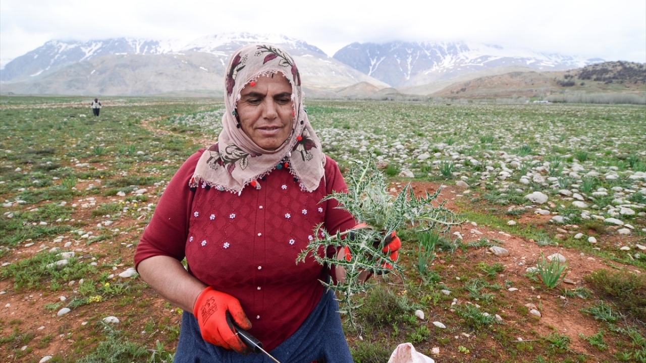 Kenger toplayıcılarından Aysel Eren, yaptığı açıklamada, kengerin ilkbahar aylarında yetiştiğini söyledi. 