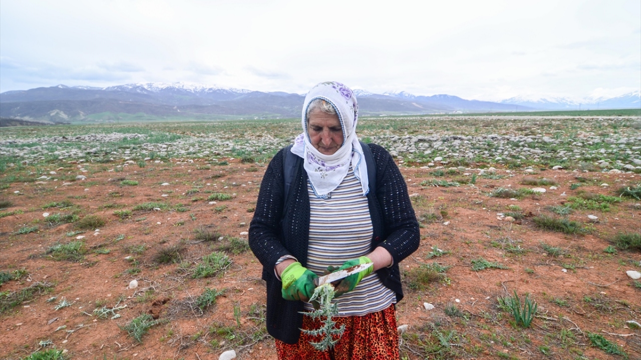 Dilif Süzgün de kengeri toplayarak çeşitli yemeklerde kullandığını anlattı.