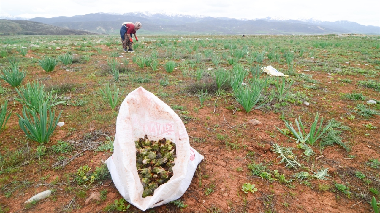 Sert dikenlerle kaplı kengerleri bıçak kullanarak kökünden ayıran kadınlar, topladıkları bu bitkileri daha sonra çuvallara koyarak sırtlarında evlerine taşıyor. 