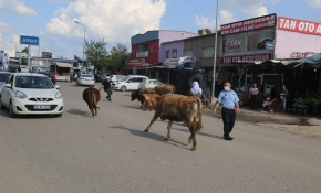 Başıboş inekler kaçtı, zabıta kovaladı