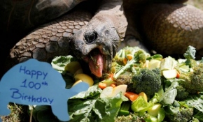 Türkiye'nin en yaşlı kaplumbağası 100 yaşında
