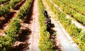 Hazine arazileri tarıma açılıyor