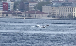 Yunusların dalgalarla dansı Üsküdar'dan görüntülendi