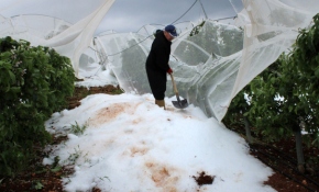 Mersin'de dolu tarım alanlarına zarar verdi