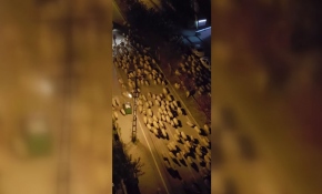 Samsun'da boş kalan yollardaki koyun sürüsü dikkati çekti