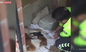 Yağmurda ıslanan köpek ve yavrularına polis şefkati