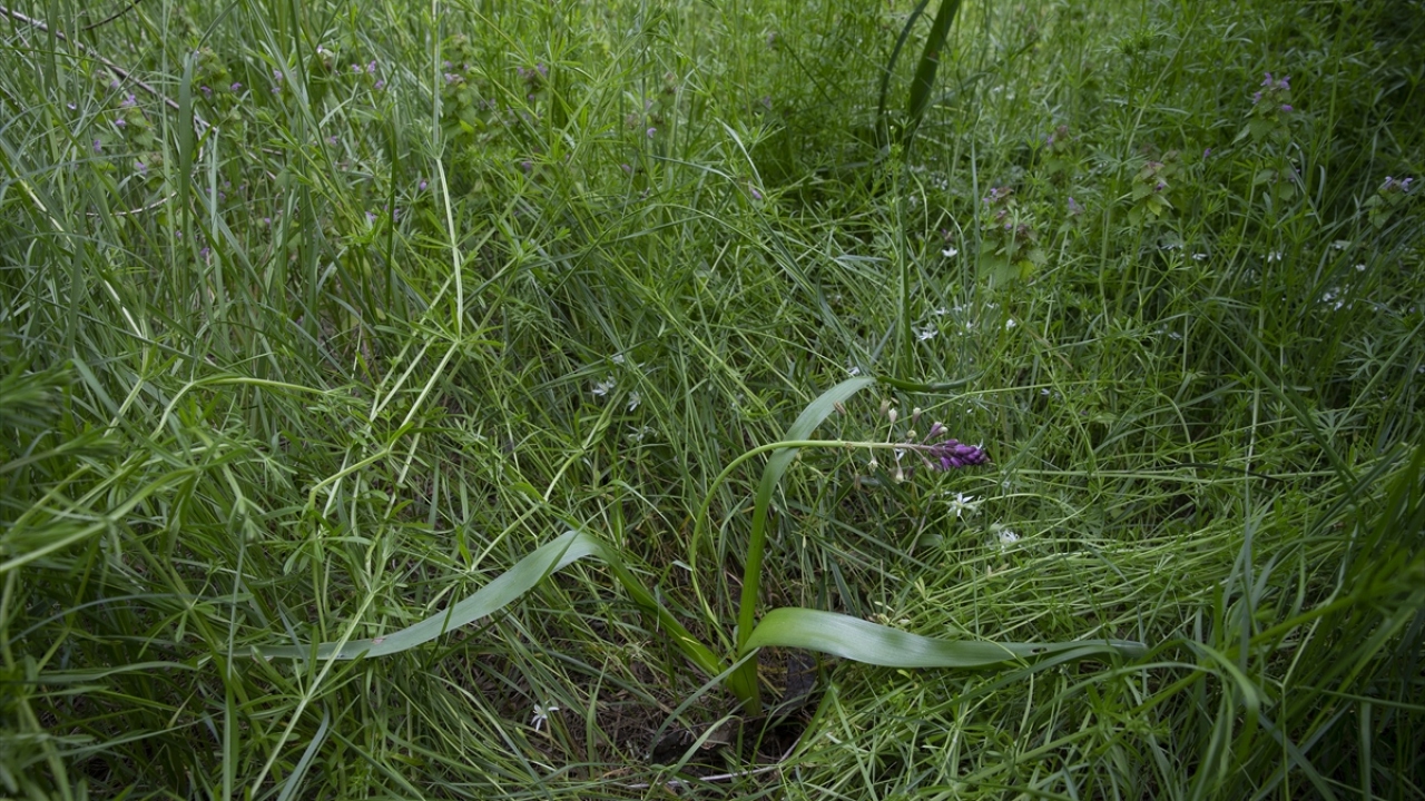 "Bitki, taban suyunun yüksek olduğu çayır alanlarda yetişiyor"