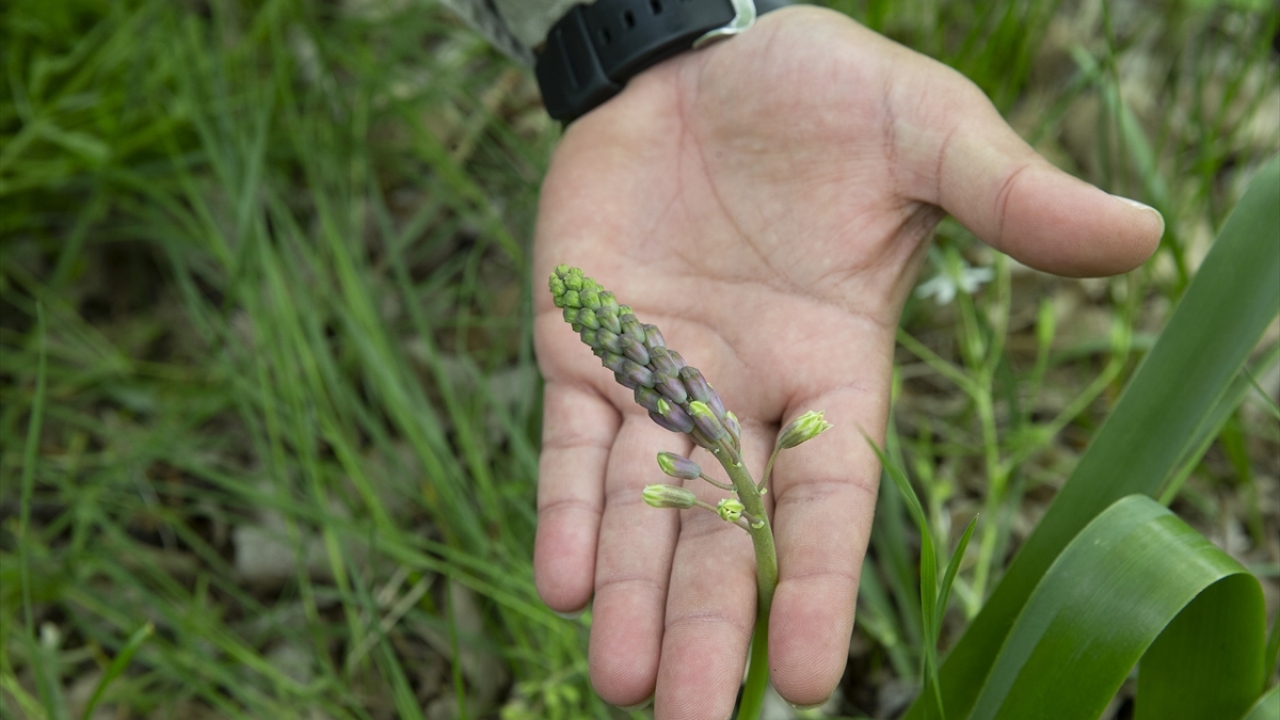 Biyoloji Bölümü öğretim üyelerince 1988 yılında keşfedilerek bilim dünyasına tanıtılan Edirne Sümbülü (Bellevalia Edirnensis), tehdit altındaki bir tür olarak değerlendiriliyor.