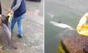 Kıyıya vuran yunusu denizle buluşturdular