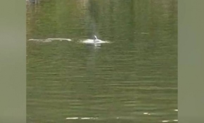 Bartın Irmağı'nda yunus görüldü