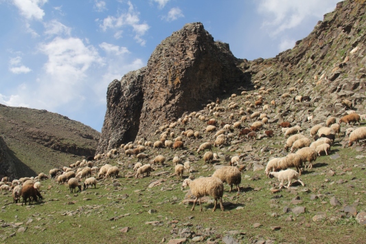Koyunları doyurmak için oruçlu olmalarına rağmen saatlerce merada yürüyorlar
