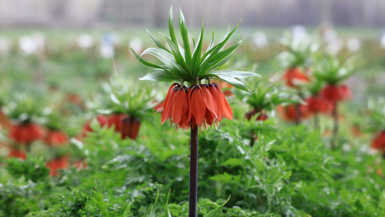 Van ve Hakkari`de havaların ısınmasıyla canlanan doğada yüzünü gösteren ters laleler, kırmızı ve sarı renkteki çiçekleriyle kartpostallık görüntüler oluşturuyor. 