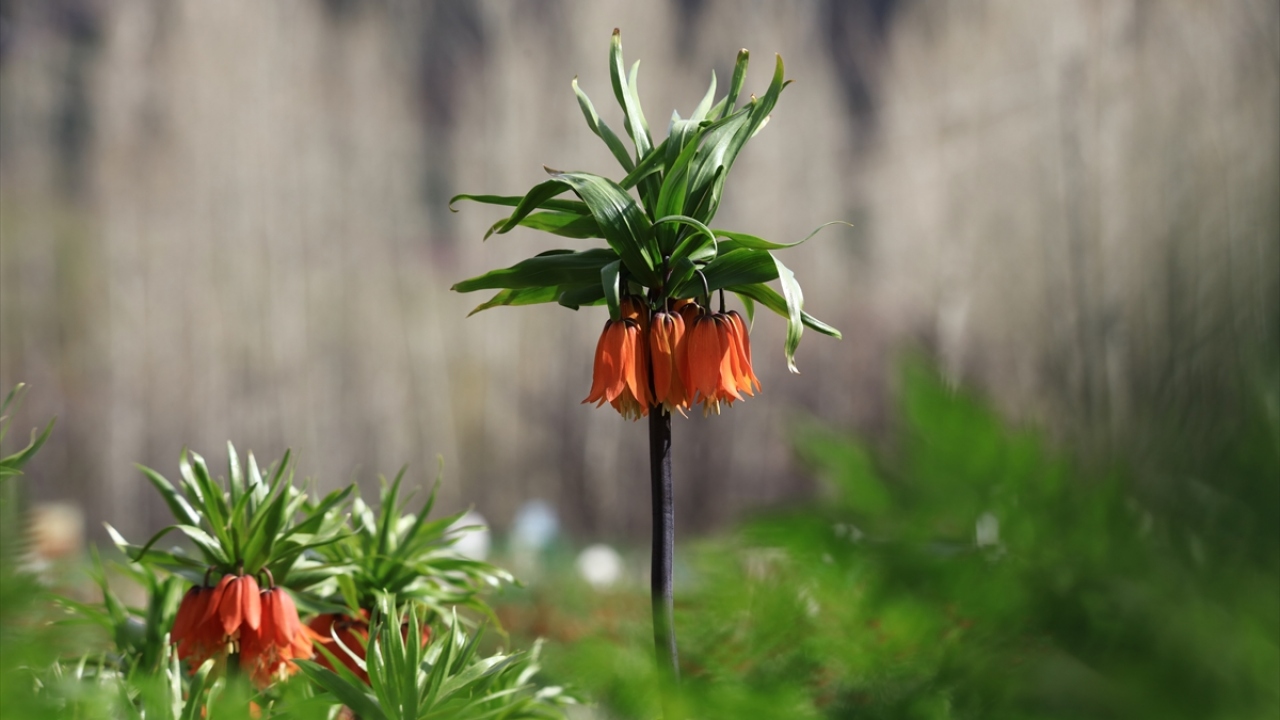 Birçok inanış ve kültürde efsanelere konu olan ters lalelerin yoğun yetiştiği mahallede, yeni tip koronavirüs (Covit-19) tedbirleri kapsamında vatandaşların "evde kal" çağrılarına uymasıyla ziyaretçi sayısı önemli oranda azaldı.