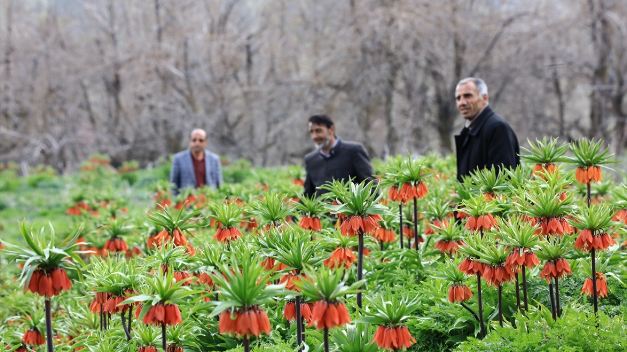 Son zamanlarda ters lalelerin bazı insanlar tarafından yetiştiği doğal ortamdan soğanıyla sökülerek bahçe ya da saksılarda yetiştirilmeye çalışılmasının endemik türe zarar verdiği vurgulandı.