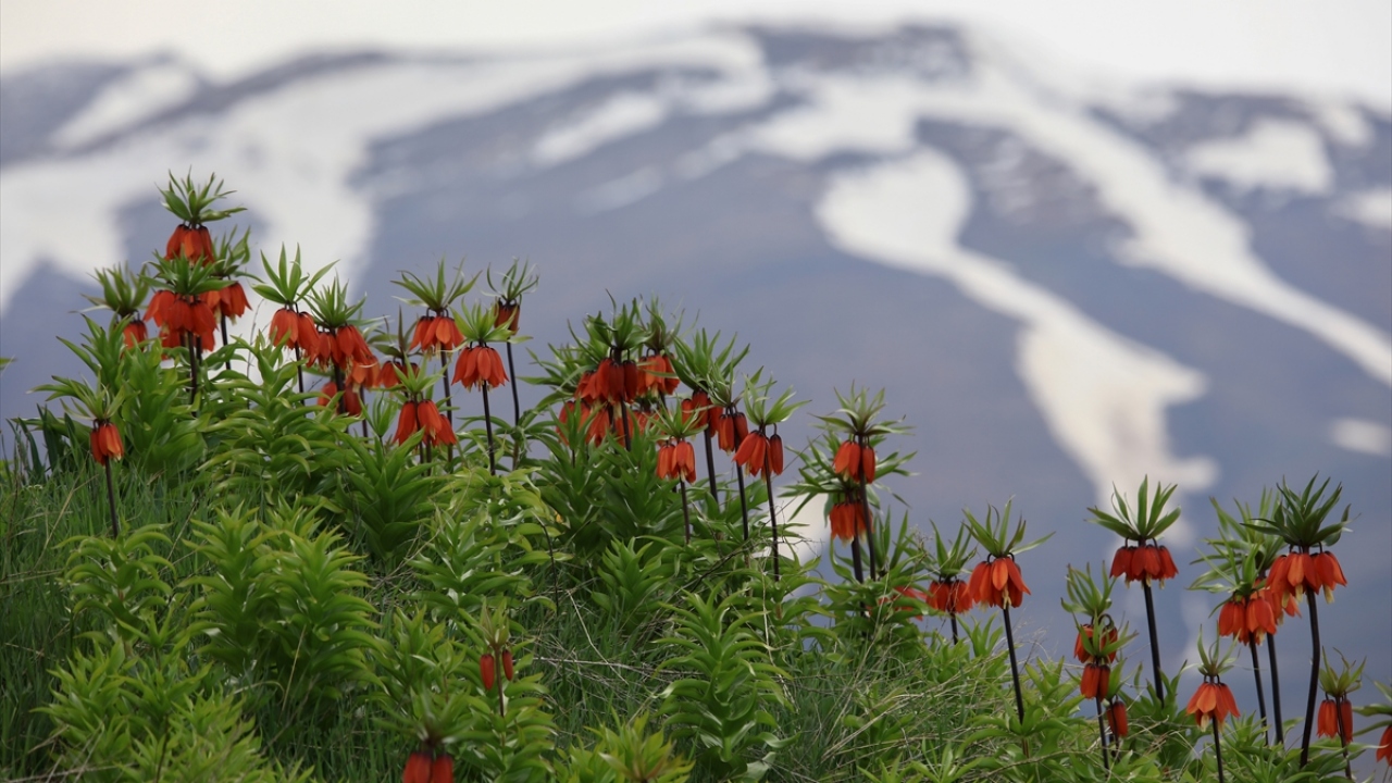 Bilim insanları ve doğaseverler, koruma altında olmasına rağmen çiçeklerin doğal yaşam alanından koparılmasının türün yok olmasına yol açabileceği uyarısında bulundu.