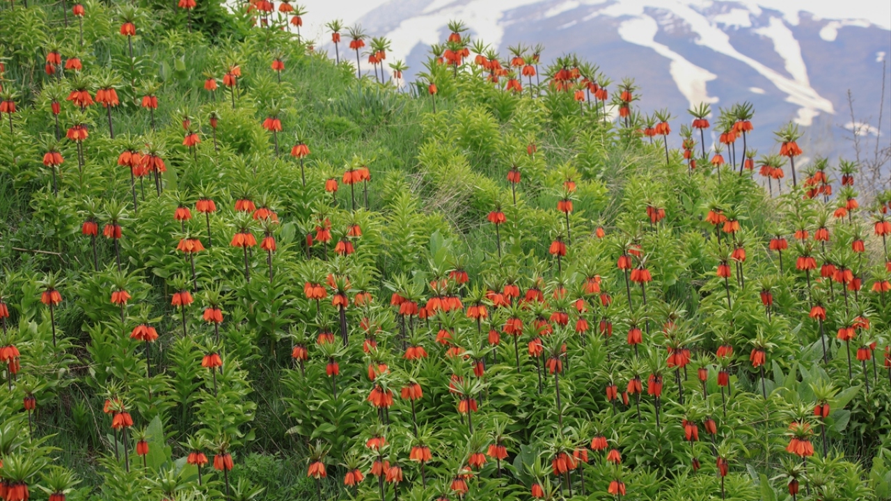 "Bölgenin simgesi haline geldi"