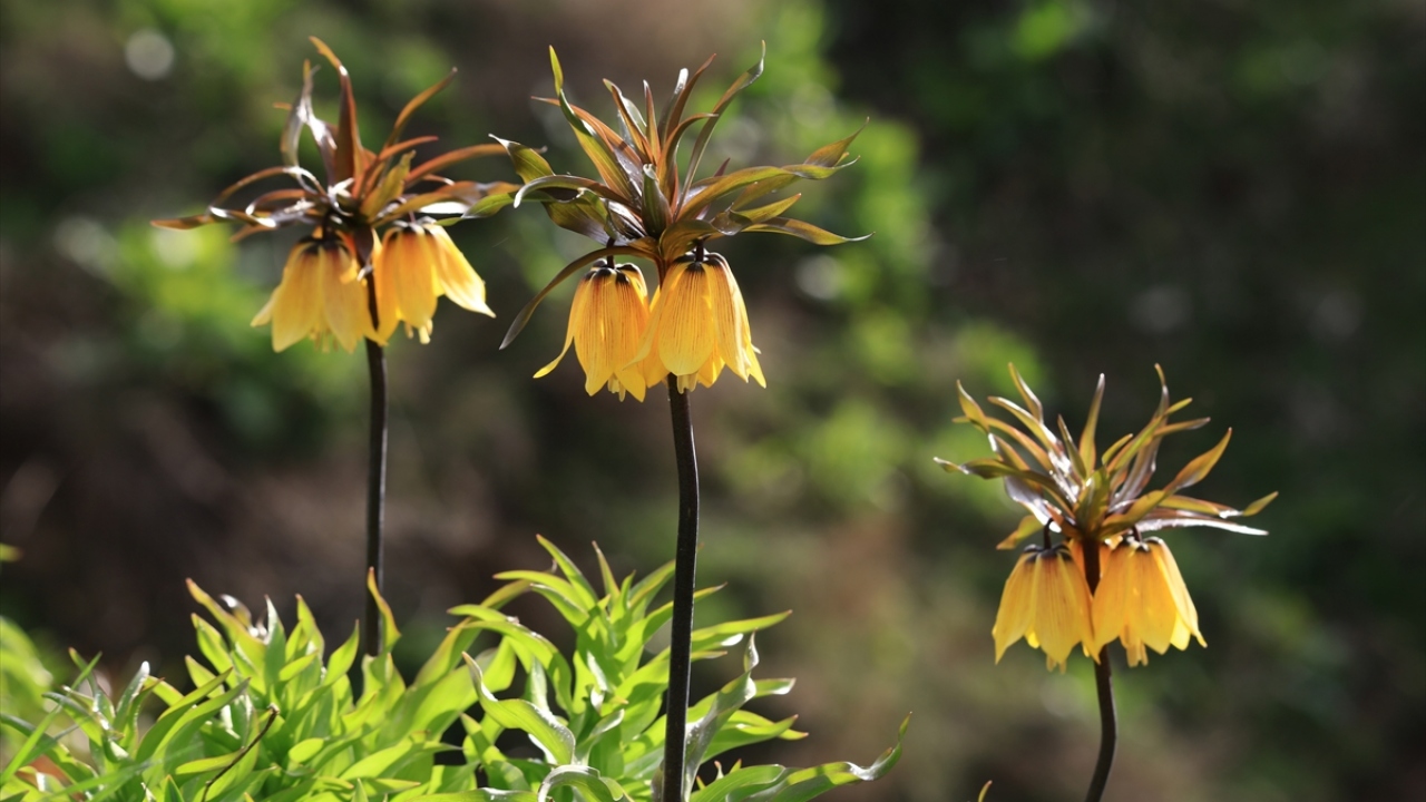 Her yıl ters laleleri görmek için birçok insanın bölgeye geldiğini hatırlatan Alp, turizmde önemli bir yere sahip olan çiçeklerin korunması gerektiğini belirtti.
