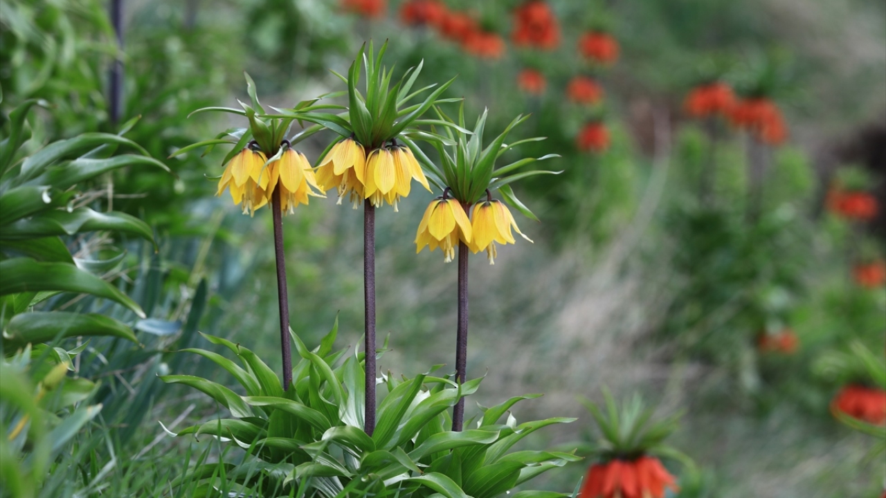 "Bu çiçeğin yeri doğadır"