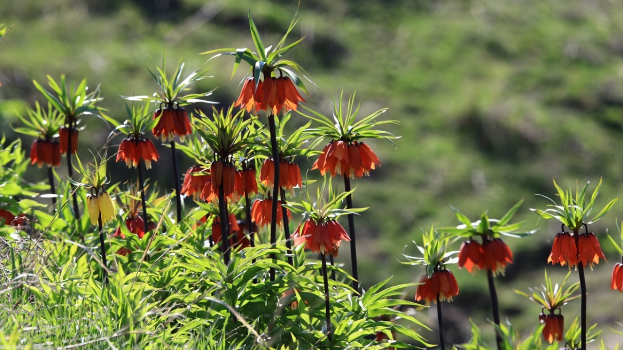 Hakkari Cilo Dağcılık ve Doğa Sporları Kulübü Başkanı Hacı Tansu da bölgede doğa faaliyetlerinin yanı sıra endemik türlerin korunmasına yönelik de çalışma yürüttüklerini kaydetti. 