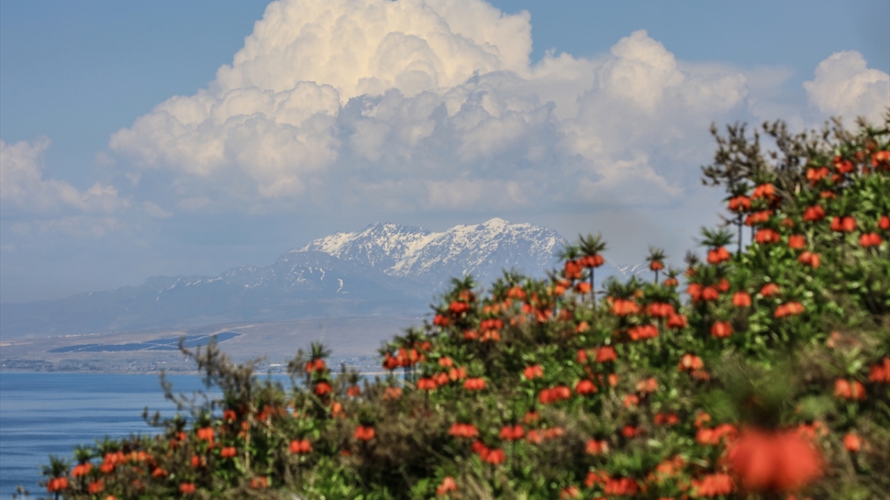 Ters lale için 5 yıldır doğa yürüyüşü düzenliyorlar