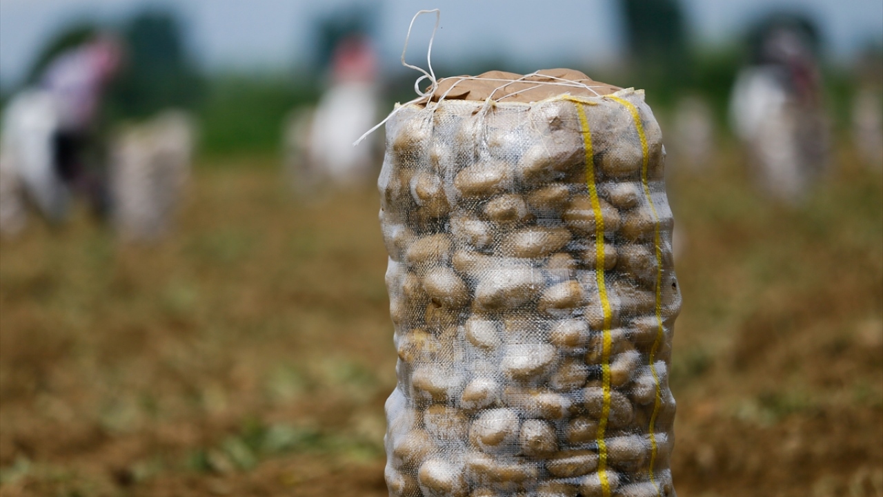 İzmir`in patatesi üretiminde lider ilçesi olan Ödemiş`te hasat, yeni tip koronavirüse (Covid-19) karşı alınan tedbirlerle sürüyor. 
