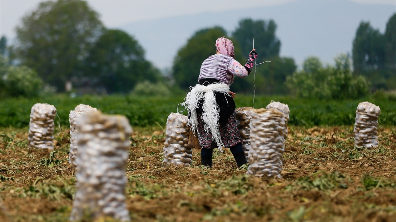 Gök, işçilerin taşımasından tarlaya kadar olan süreçte yeni tip koronavirüs tedbirlerine dikkat ettiklerini kaydetti.