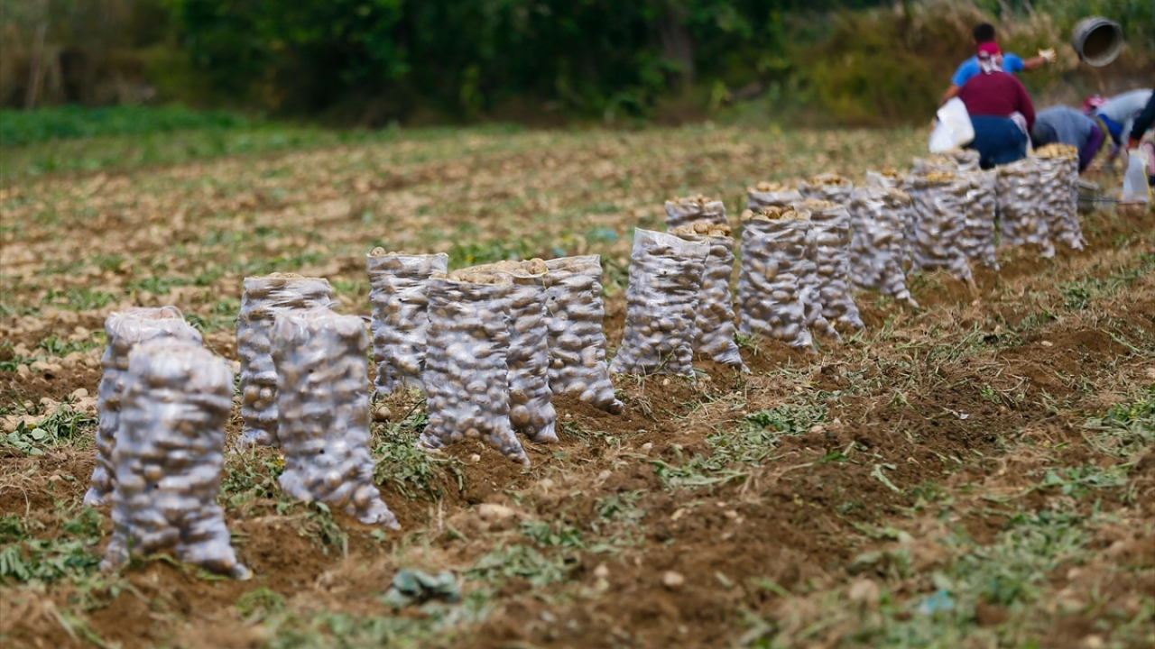 "Rekoltede yüzde 20 artış var"