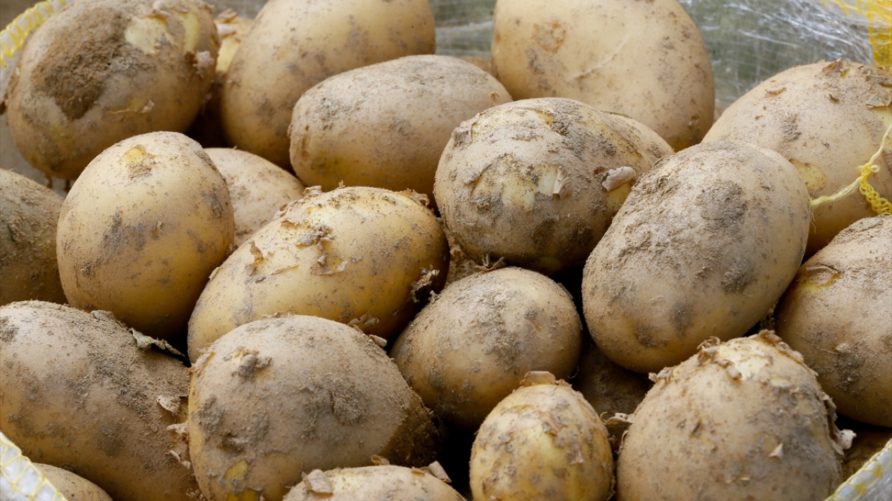 Mayıs ayında patates fiyatlarının düşeceğini belirten Gök, "Türkiye`nin kendi ihtiyacından fazlası var. Şu an bolluk var. Bu yıl tüketicimizin ucuza patates yiyeceğini rahatlıkla söyleyebiliriz." diye konuştu.