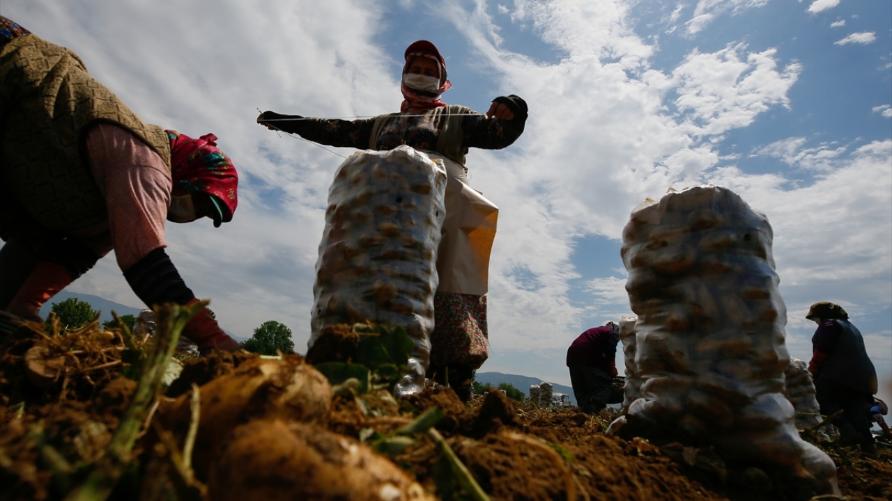 Önlemler kapsamında tarım işçileri maske takarken hasat esnasında sosyal mesafeye de dikkat ediyor. 
