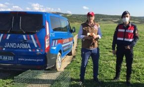 Yaralı angut tedavi edilerek doğaya salındı