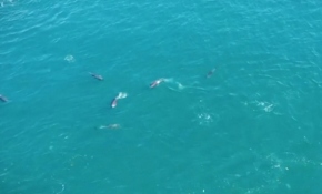 İstanbul Boğazı yunuslara kaldı