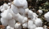 Pamukta üretim ve kalite, yerli "Çerdo" ve "Çetinbey" çeşitleriyle artacak