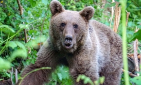 Uludağ'da domuz tuzağına yakalanan ayı kurtarıldı