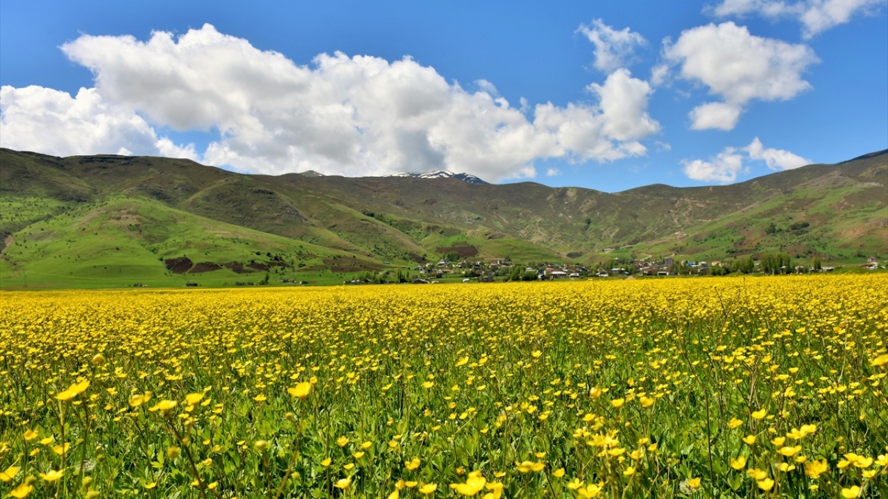 Türkiye`nin birçok kentindeki gezgin arıcı, geçen yıl üretilen 700 ton civarındaki baldan ekonomiye yaklaşık 15 milyon lira katkı sağlayan Muş`a gelmeye başladı.