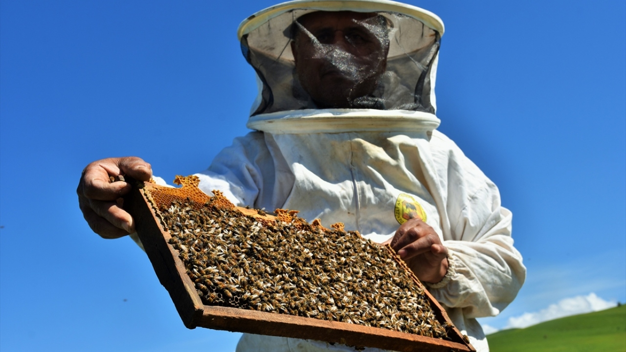 Arıcılar, zengin floraya sahip yaylalarda bu sezonunun verimli geçmesini bekliyor.