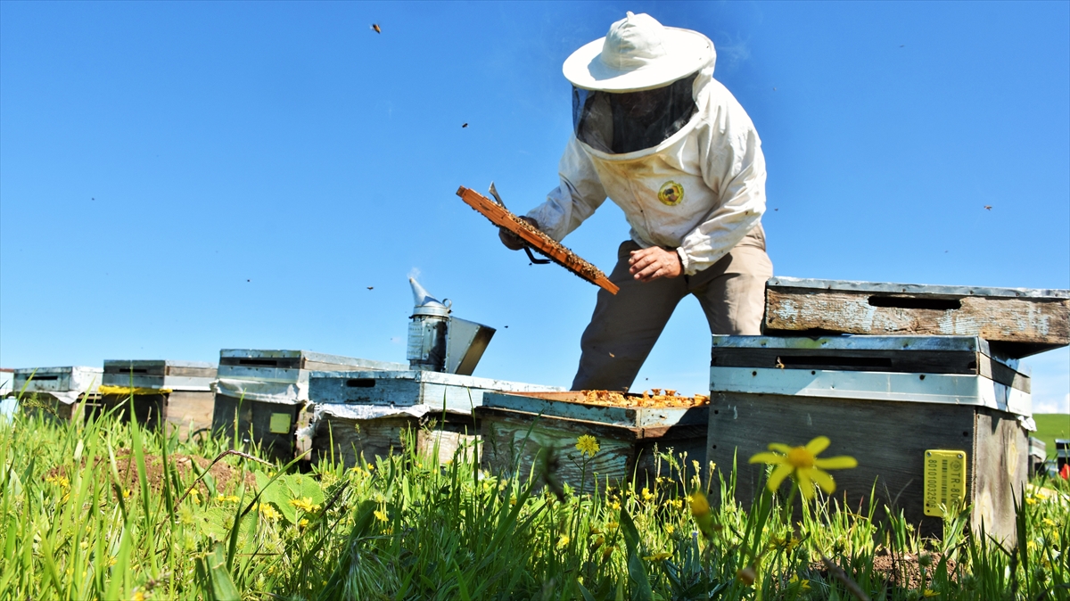 Mayıs ve haziran aylarında arılarını Muş Ovası`nda konaklatan arıcılar, karların ermesiyle kovanlarını yüksek kesimlerdeki yaylalara çıkardı.