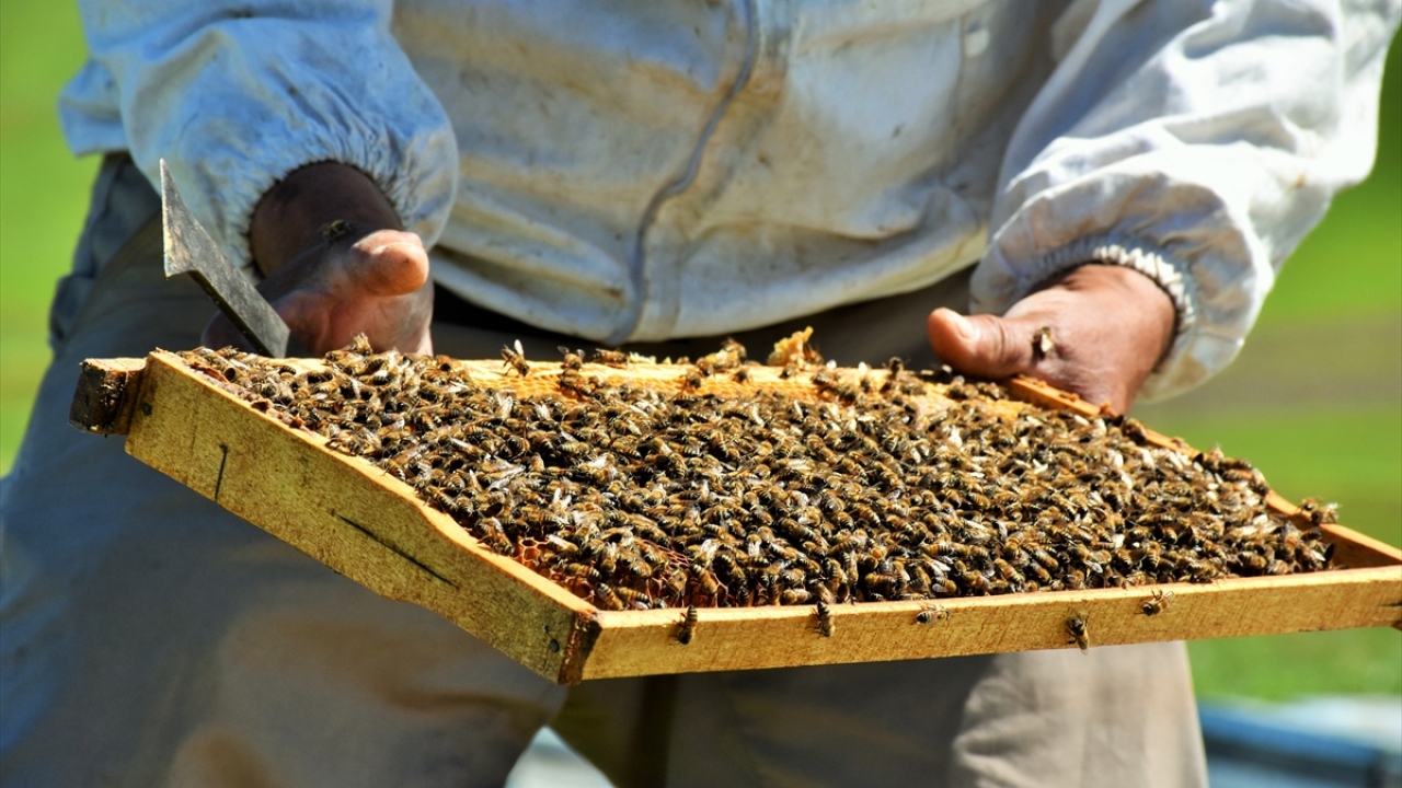 Osmaniye`den gelen arıcı Ali Ateş, 7 yıldır da sürekli Muş Ovası`nı tercih ettiğini söyledi.
