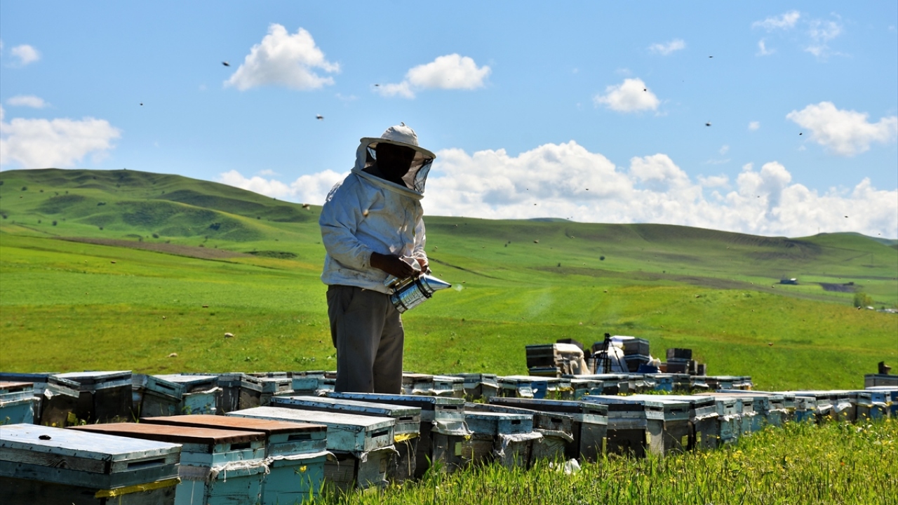 Muş Tarım ve Orman Müdürü Mehmet Aydın da geçen yıl kentte yaklaşık 52 bin kovandan 700 ton civarında bal aldıklarını dile getirdi.