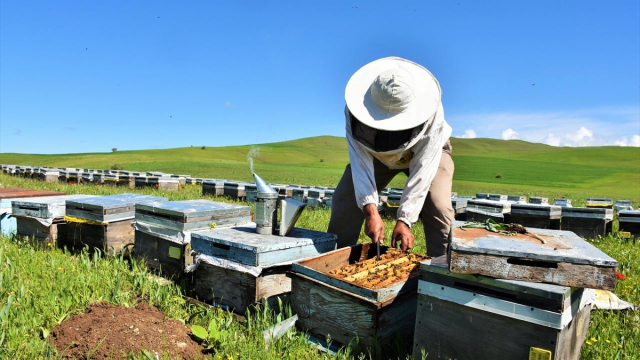 "Arıcılarımız nerede çiçek açarsa oraya gidiyor"