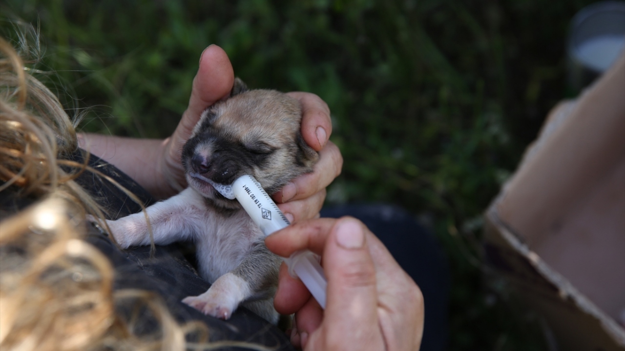 Silahla telef edilen köpeğin 7 yavrusuna sahip çıkıp biberonla besliyor