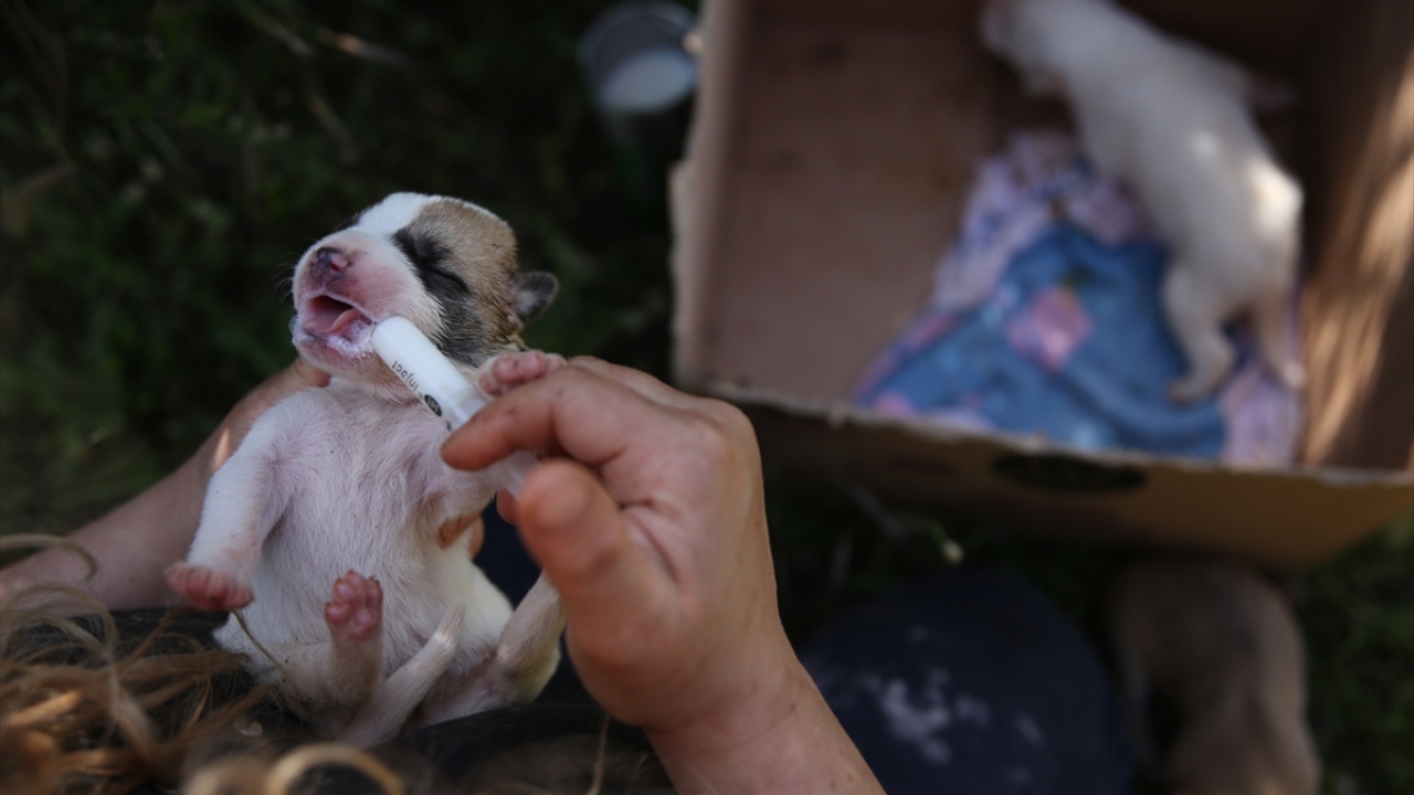 "Yavrular 1-2 gün önce dünyaya gelmiş"