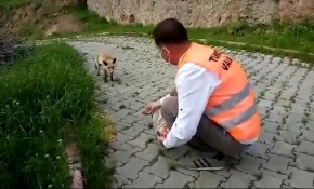 Vefalı eller bu kez Tunceli'de yavru tilkiyi besledi