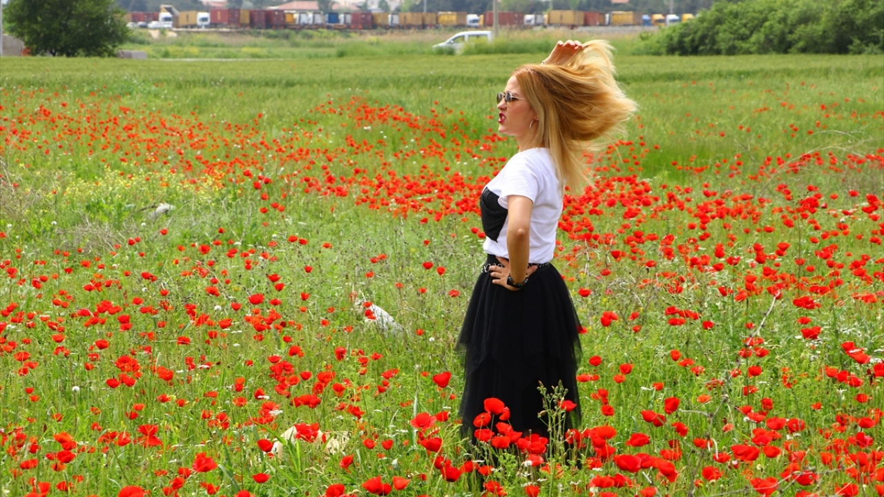 İlkbaharı ve doğanın uyanışını simgeleyen gelincikler, doğal yetiştikleri bölgedeki yeşil arazilerde güzellikleriyle ilgi çekiyor. 