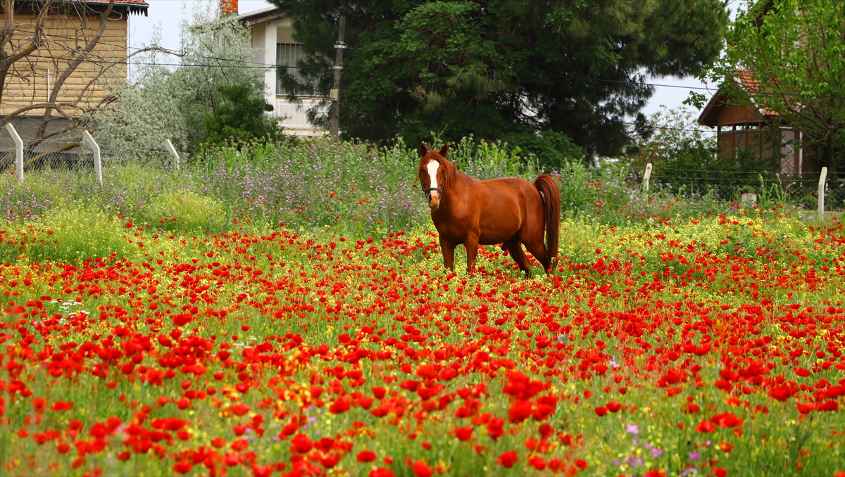 Fotoğraf tutkunları da bölgedeki gelincikleri karelerine yansıtıyor.