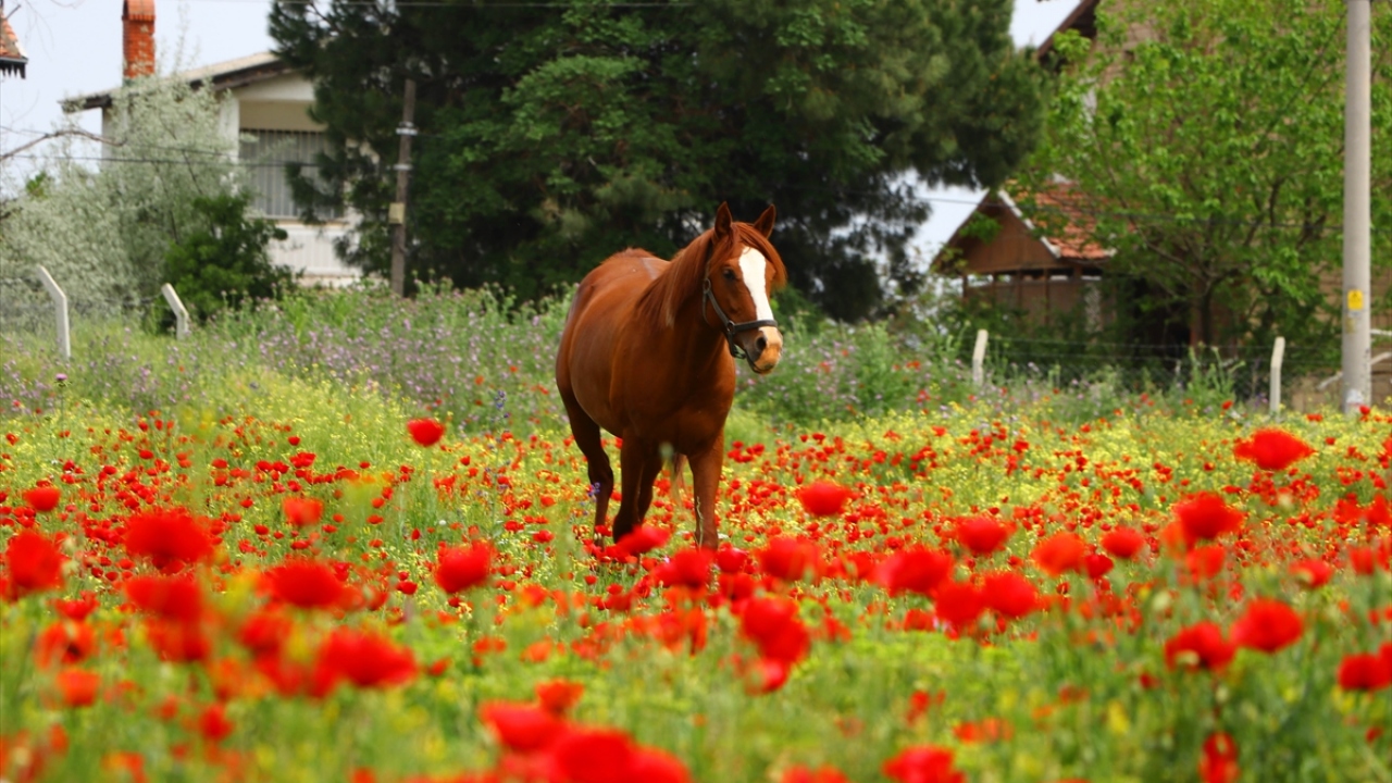 Öte yandan gelinciklerin arasında bulunan bir at da güzel görüntü oluşturdu.