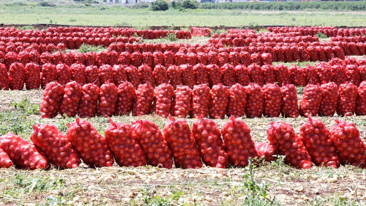 Soğan üreticisi Güner Ateş de bu yıl soğanda verimin yüksek olduğunu, fiyatların da düştüğünü ifade etti.