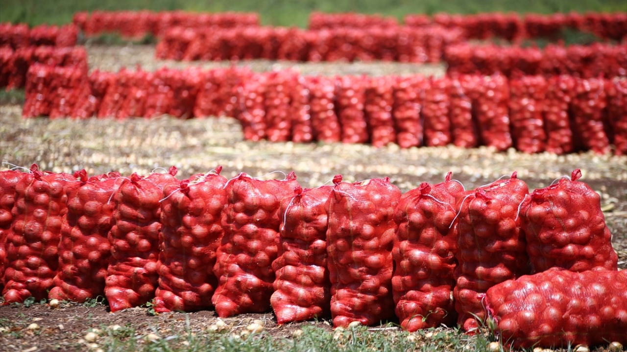 Covid-19 nedeniyle tüketimin azalmasına değinen Ateş, "Hasat yaptığımız soğan çuvallarla tarlada duruyor." dedi.