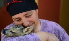 Yavru karacaları şefkatiyle büyütüyor