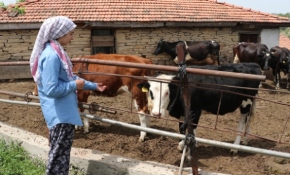 İnek otlatırken ders dinleyen Ayşenur hukuk okumak istiyor