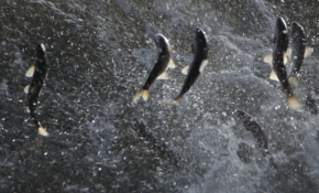 Mavi Tutku görüntüleriyle inci kefalinin göç yolcuğu